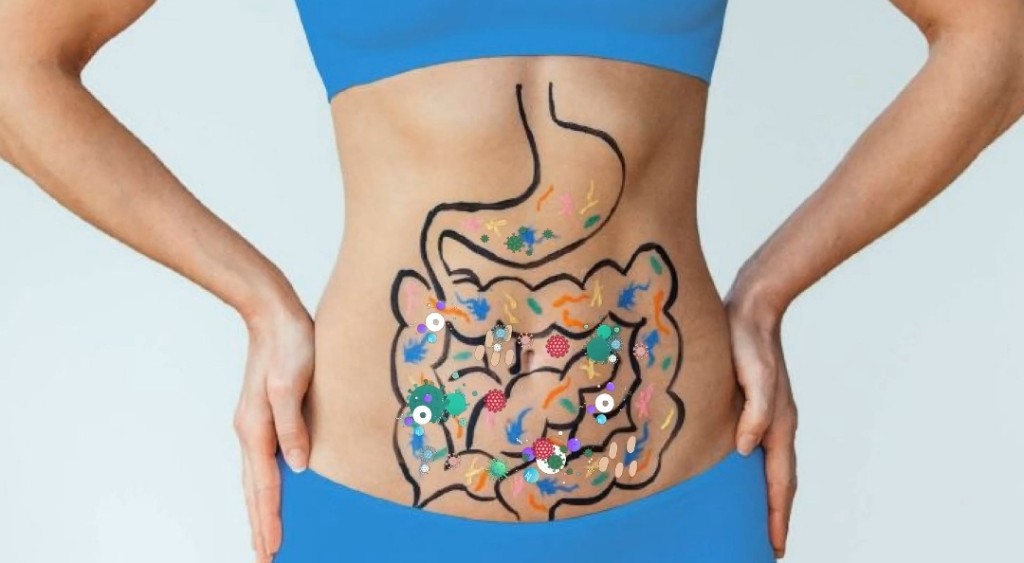 Illustration eines gesunden Verdauungssystems am Bauch